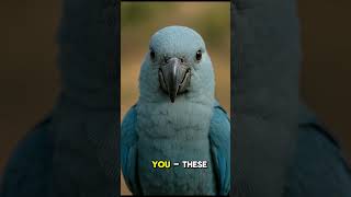 Spix’s Macaw – The Rarest Parrot on Earth Returns!” #spixsmacaw