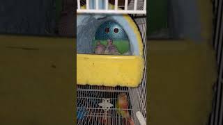 2주차 코뉴어아기