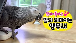 말의 의미까지 알아들어요! 회색앵무 잠바