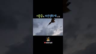 서울숲에 파랑색 앵무새가 날아다닌다? 청금강 바다 서울숲에서 자유비행