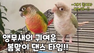 앵무새의 신 나는 봄 맞이 댄스 타임!!코뉴어앵무새#c…