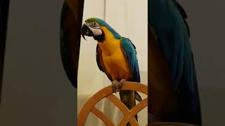 춤추는 앵무새 청금강 찬스의 댄스타임