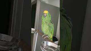 트롯트 배우는 복복이