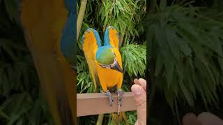 먹을게 없으면 아무것도 안하는 루카 #macaw #청금강앵무새 #청금강