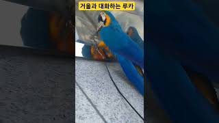 거울과 대화하는 루카 #parrot #앵무새 #maca…