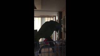 [Vlog] 앵무새 아침인사 모음 3월 첫주 (월요일의…