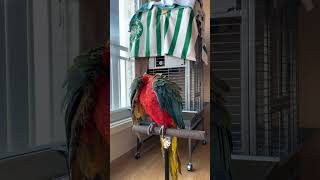 할리퀸마카우 루카의 몸단장 하기