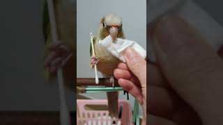 코뉴어앵무새무편집동영상Vlog_행자 면봉사건/화장솜으로…