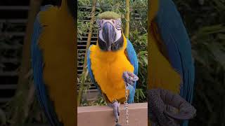 아몬드 떨어져서 당황한 루카 #shorts #청금강 #…