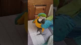 새로 산 루카의 장난감 #shorts #청금강 #청금강앵무새 #macaw