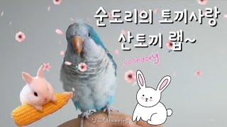 퀘이커앵무새 순도리의 산토끼랩 배틀!!