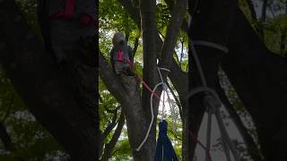 회색앵무 보미가 입양 보호자님가 주말을 즐기고 있어요