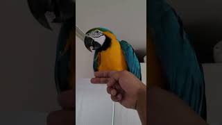 문에서 내려오기 싫은 루카2 #shorts #청금강