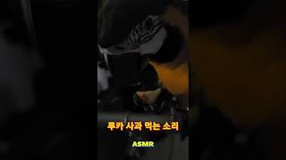 청금강앵무새 사과 먹는 소리 #shorts #asmr