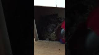 뉴기니아 와 마카우 뉴기니아 새끼 14일차 201904…