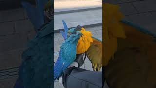 파닥파닥 루카 #parrot #앵무새 #macaw #청…