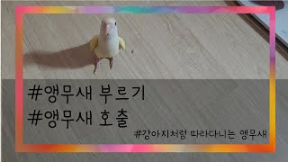 앵무새부르기