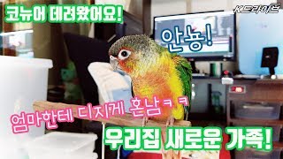 새로운 가족이 왔어요 - 코뉴어 앵무새가 쨔잔!