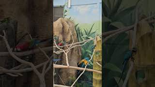 포효하는 청금강