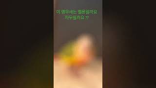 맞춰보세요 !#앵무새키우기 #코뉴어 #퀴즈