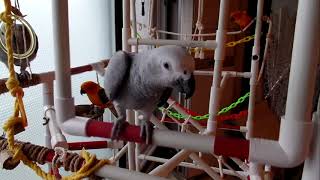 앵무새가 사람이라는 논리적 증거 9가지