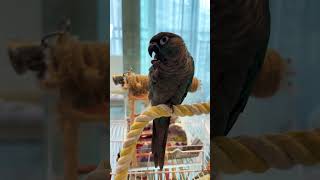 밥풀 먹는 지구 앵무새#parrot #conure #rice #밥풀