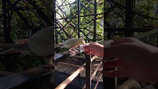 사랑스러운 앵무새 코뉴어 왕관앵무