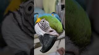 뭐하니? #macaw #청금강앵무새 #청금강