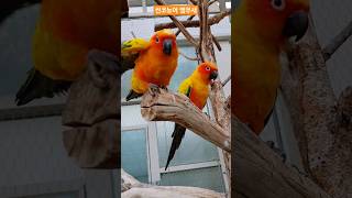앵무새가 내게 옴 #앵무새 #썬코뉴어 #날갯짓