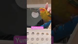 #conure #반려동물 #앵무새반응 #코뉴어앵무새 #동물 #parrot