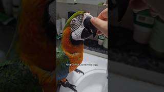 아기 키우는 줄.. 앵무새 육아 현실 #앵무새 #앵무새육아