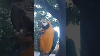 호두 까먹는 루카 #animal #앵무새 #bird #…