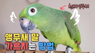 앵무새 말 많이하는 방법/ 앵무새 아랑이는 000해서 말을 배웠어요