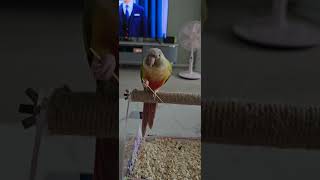 국수먹는 코뉴어 앵무새♡앵두