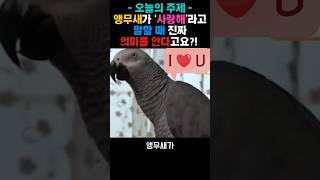 앵무새가 “사랑해”라고 말할 때, 진짜 의미를 안다고요…