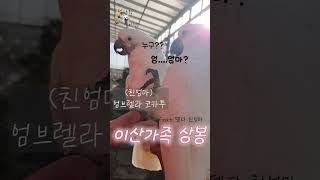 델타 친엄마와의 극적 상봉!!! #델타  #하이브리드코…