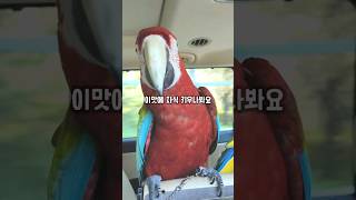 엄마! 사랑해~ 라고 말해주는 앵무새 / 이맛에 자식 키우나봐요 #마카우 #왕크왕귀 #딸이최고