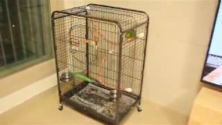 Senegal parrot like cage out