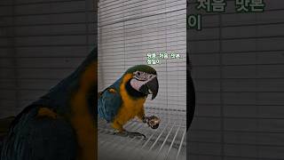 청금강 땅콩 먹방