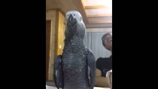 회색앵무 '나는 졸립다'