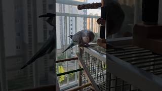 [퀘이커 앵무] 앗 | 사고 칠 준비 | 조용하면 의심부터 #parrot #quakerparrot #까꿍이