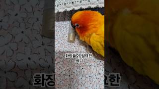 써니야~ 너는 화장 안해도 이쁘다!  #썬코뉴어 #parrot #앵무새  #화장품 #cosmetic #필요한 #needed #이쁘다 #beautiful #써니