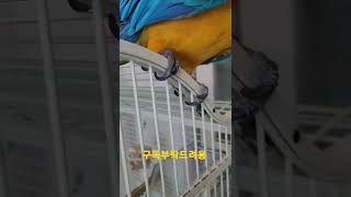 청금강앵무새 발톱 #shorts