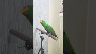 뉴기니아 크롱이 목욕하고 저녁생식먹기 #뉴기니아 #pa…