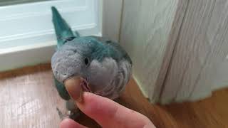 순도리 한판붙자!!! 말대꾸하는 퀘이커 앵무새 (순도리…