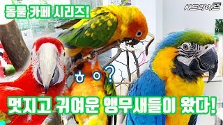 멋진 앵무새들이 한 가득! 이색 카페 버드 펠리스로 고고!~