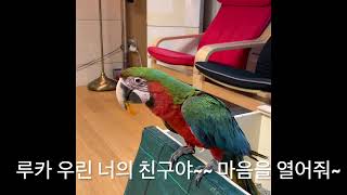 할리퀸마카우 루카의 모험 시작 ~ 루카는 친구가 될까요??