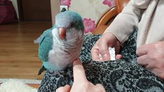 퀘이커앵무새 순도리 안절부절 똥싸~요 매일매일 귀염 열…