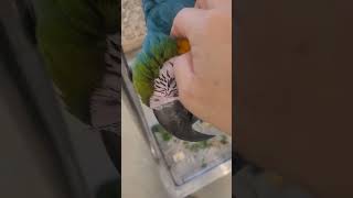 청금강 백만이 일상