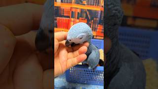 앵무새에게 생긴 이상을 공유하기를 망설이지  마세요.  새가 안타깝자나요